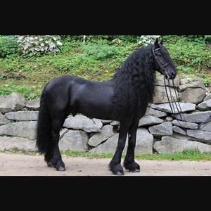 Friesian