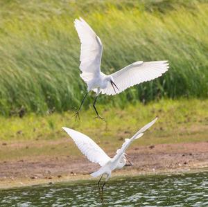 Little Egret