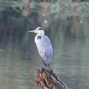 Grey Heron