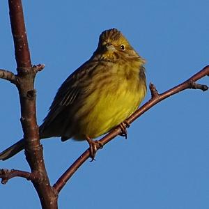 European Serin