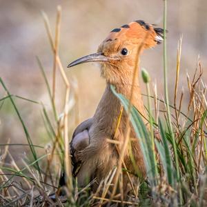 Eurasian Hoopoe