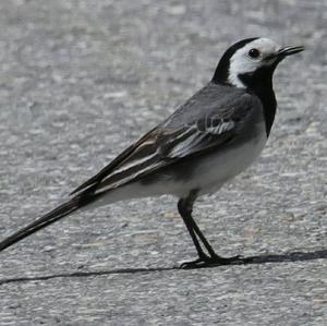 Bachstelze