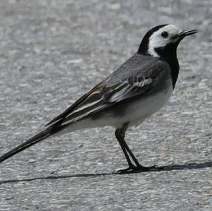 White Wagtail