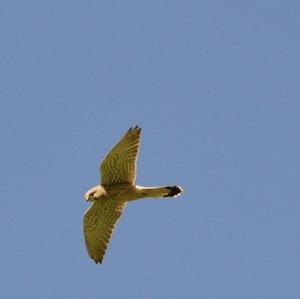 Common Kestrel