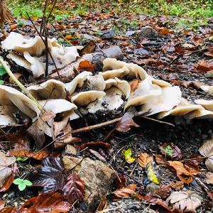 Cloudy Clitocybe