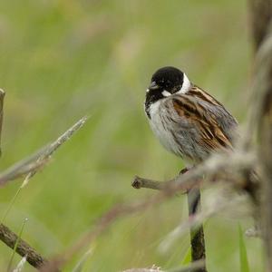 Reed Bunting