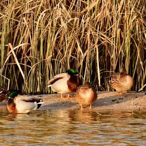 Mallard