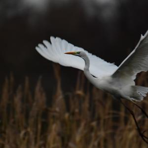 Great Egret