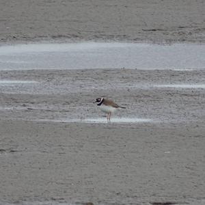 Common Ringed Plover