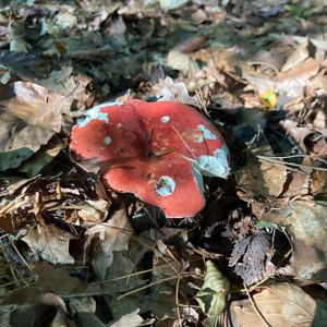 Bare-toothed Russula