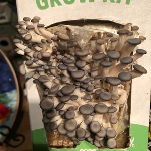 Oyster Mushroom