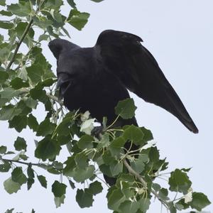 Carrion Crow