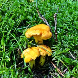 Chanterelle, Common