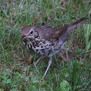 Song Thrush