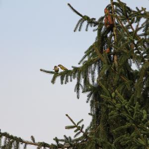 European Greenfinch