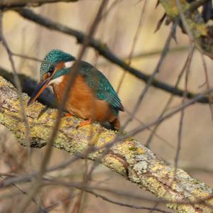 Eisvogel