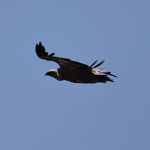 Griffon Vulture