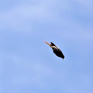 Black Redstart