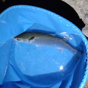 Thicklip grey mullet