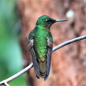 Chestnut-breasted Coronet