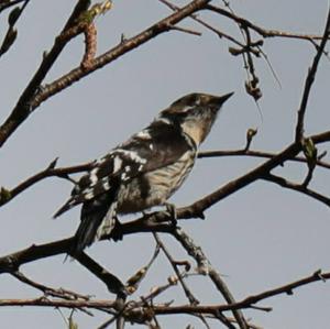 Lesser Spotted Woodpecker