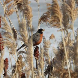 American Robin