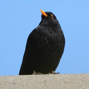 Eurasian Blackbird