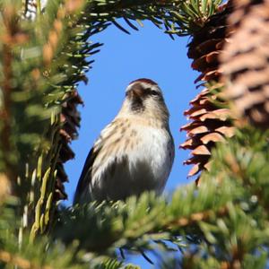 Common Redpoll