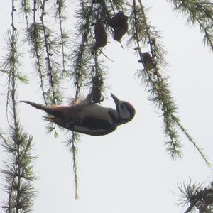 Great Spotted Woodpecker