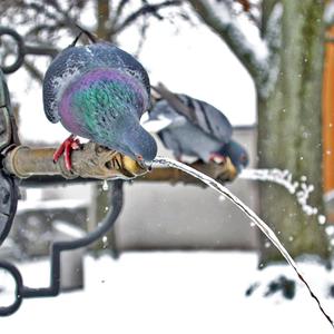 Rock Pigeon