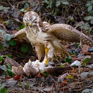 Common Buzzard