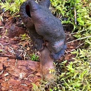 Conifer False Morel