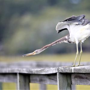 Tricoloured Heron