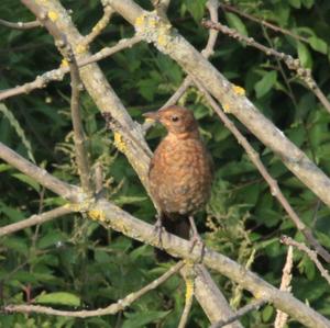 Eurasian Blackbird