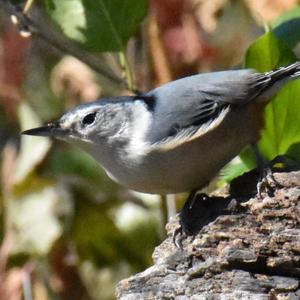 White-breasted Nuthatch