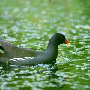 Common Moorhen