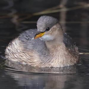 Little Grebe