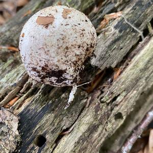 Stinkhorn, Common