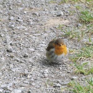 European Robin