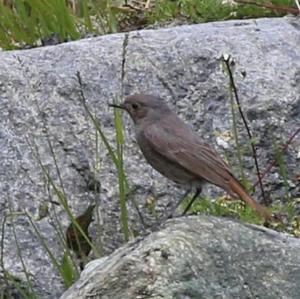 Black Redstart