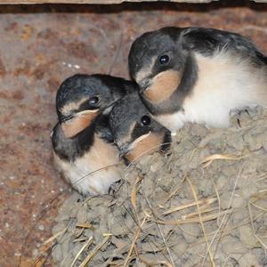 Barn Swallow