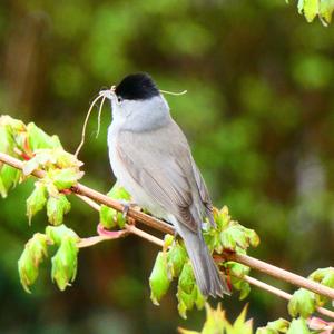 Blackcap