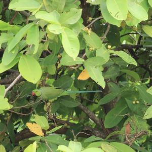 Rose-ringed Parakeet