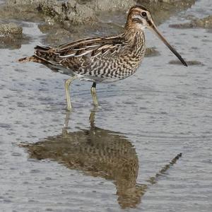 Common Snipe