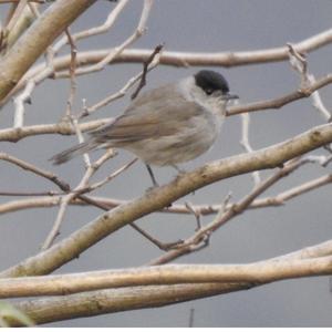 Blackcap