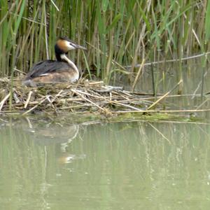 Haubentaucher