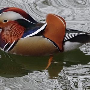 Mandarin Duck