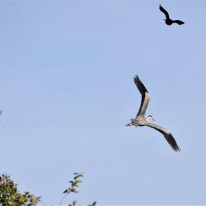 Grey Heron