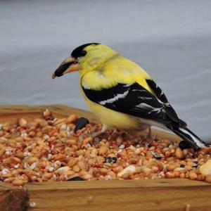 American Goldfinch