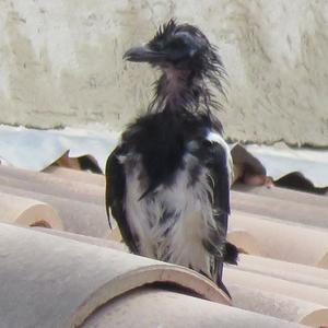 Black-billed Magpie